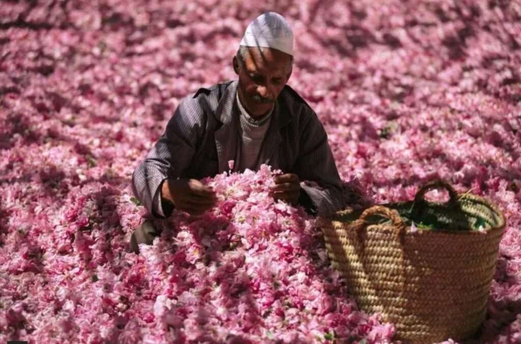 Rose festival in Morocco